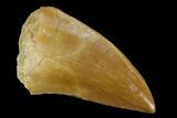 Mosasaur (Prognathodon) Tooth - Morocco #118913-1